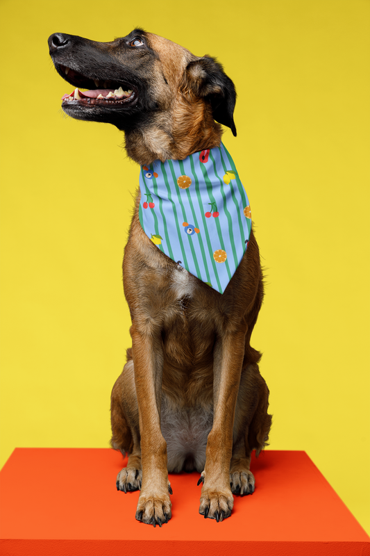 Fruit Stripe Dog Bandana